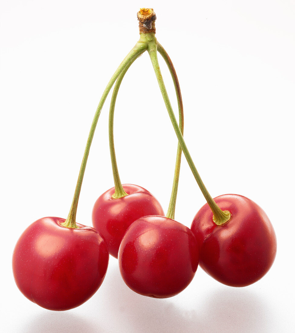 Four light red cherries on a stalk