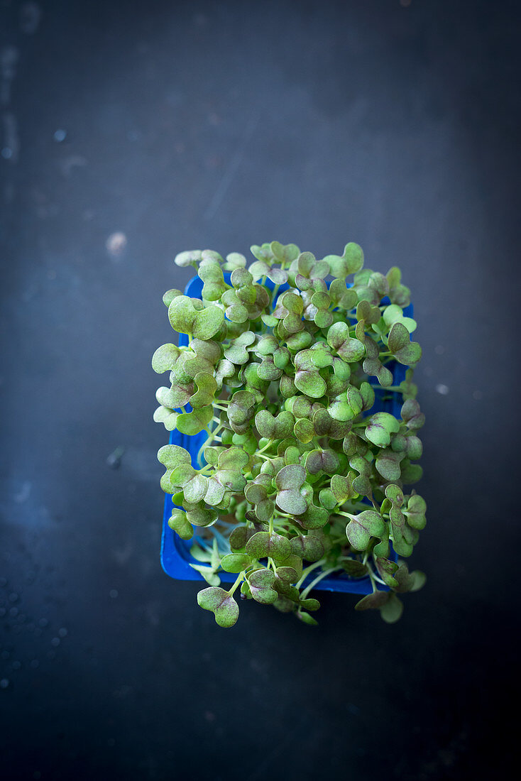 Fresh cress in a plastic punnet