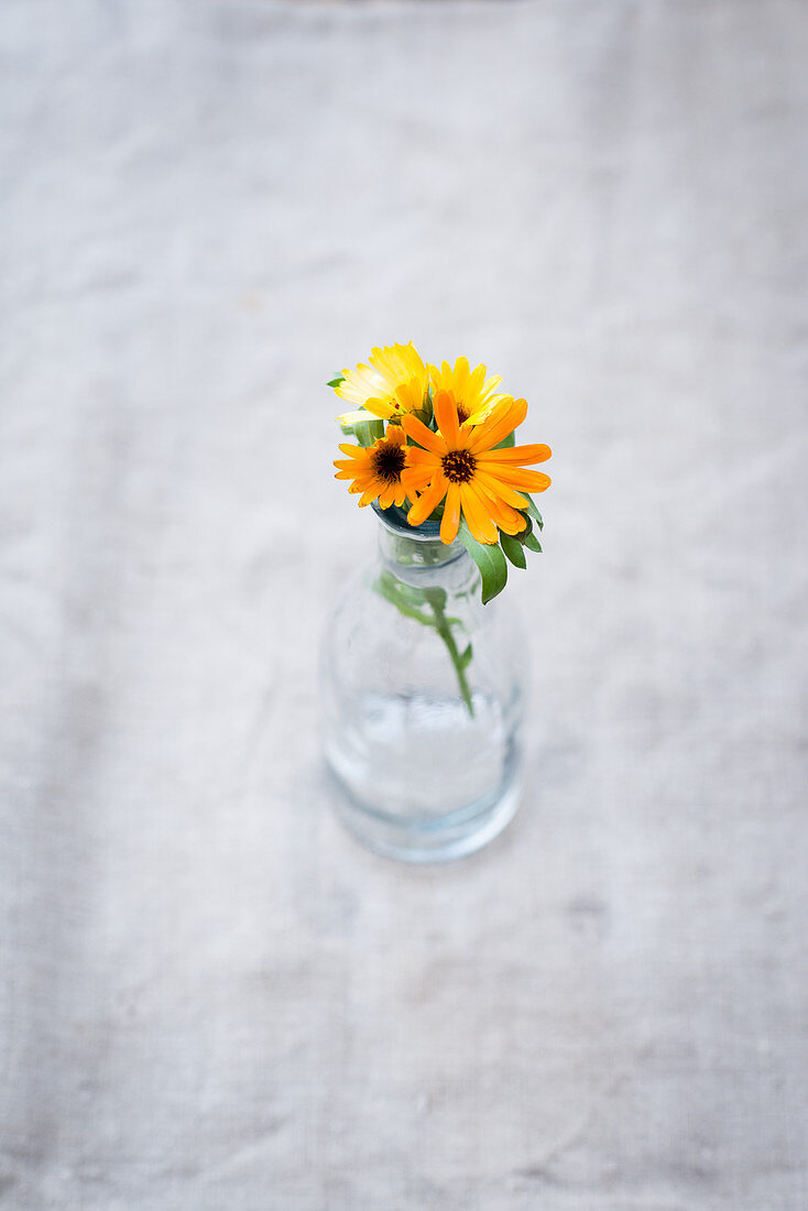 Marigolds in a glass vase