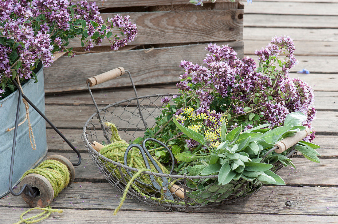 Herb harvest: basket with oregano, sage and fennel flower