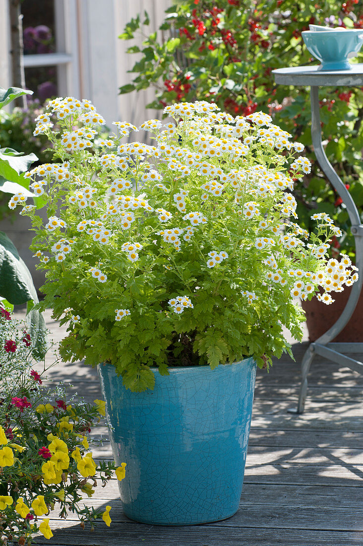 Flowering feverfew in a blue bucket