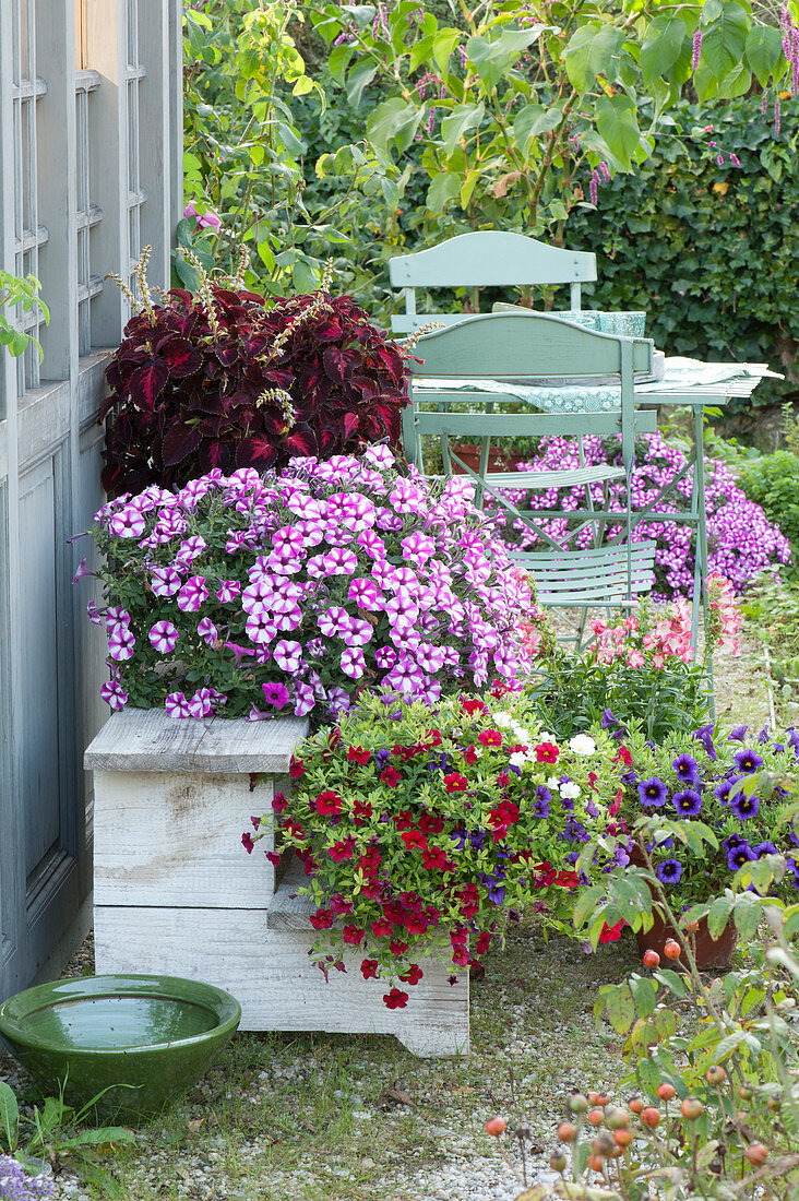 Arrangement with coloured nettle, star petunias and magic bells