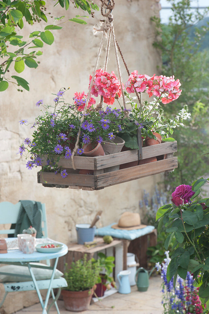 Wooden basket converted into a traffic light with geranium and blue daisies