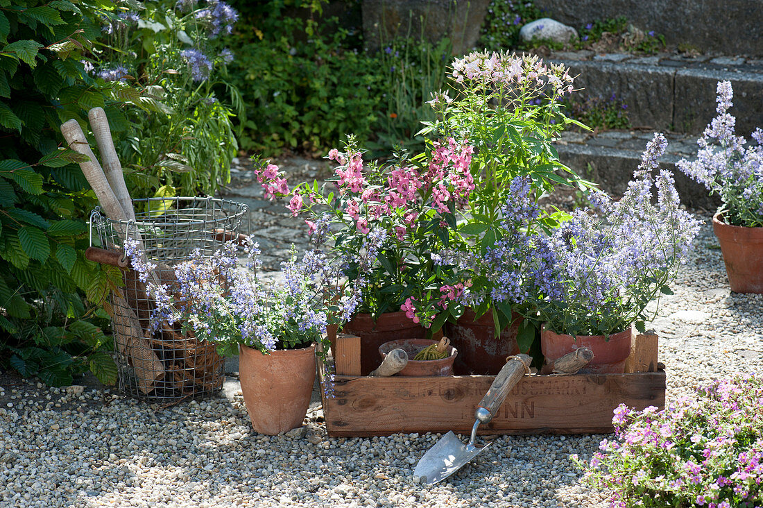 Pots with catnip, spider plant and angel face