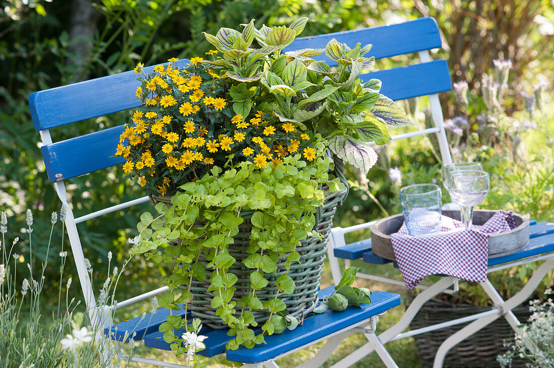 Hussar buttons, pennywort and coloured nettle combined in a basket