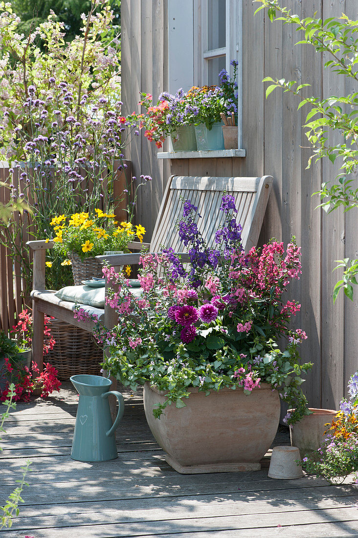 Pot arrangement with angelonia, dahlia, dead nettle and two-tooth