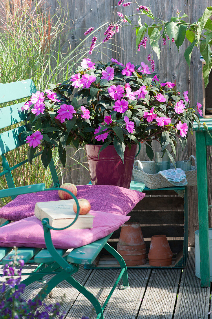 Noble Paradise 'Moyo' in tin pot on garden bench