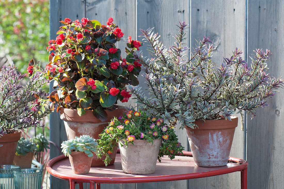 Pot arrangement with shrub veronica, ice begonia and midday flower