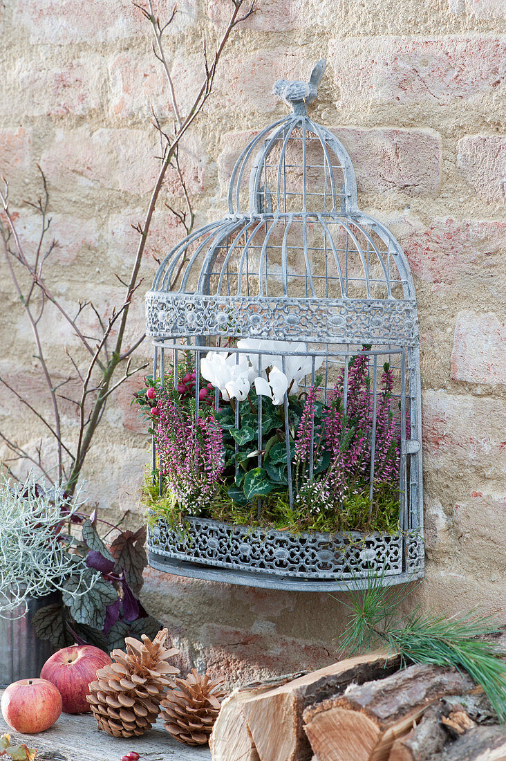 Bird cage with bud heather, cyclamen and peat myrtle