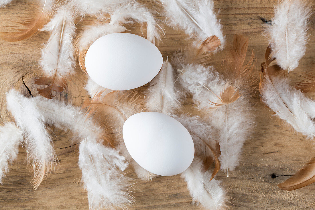 White eggs and hen's feathers