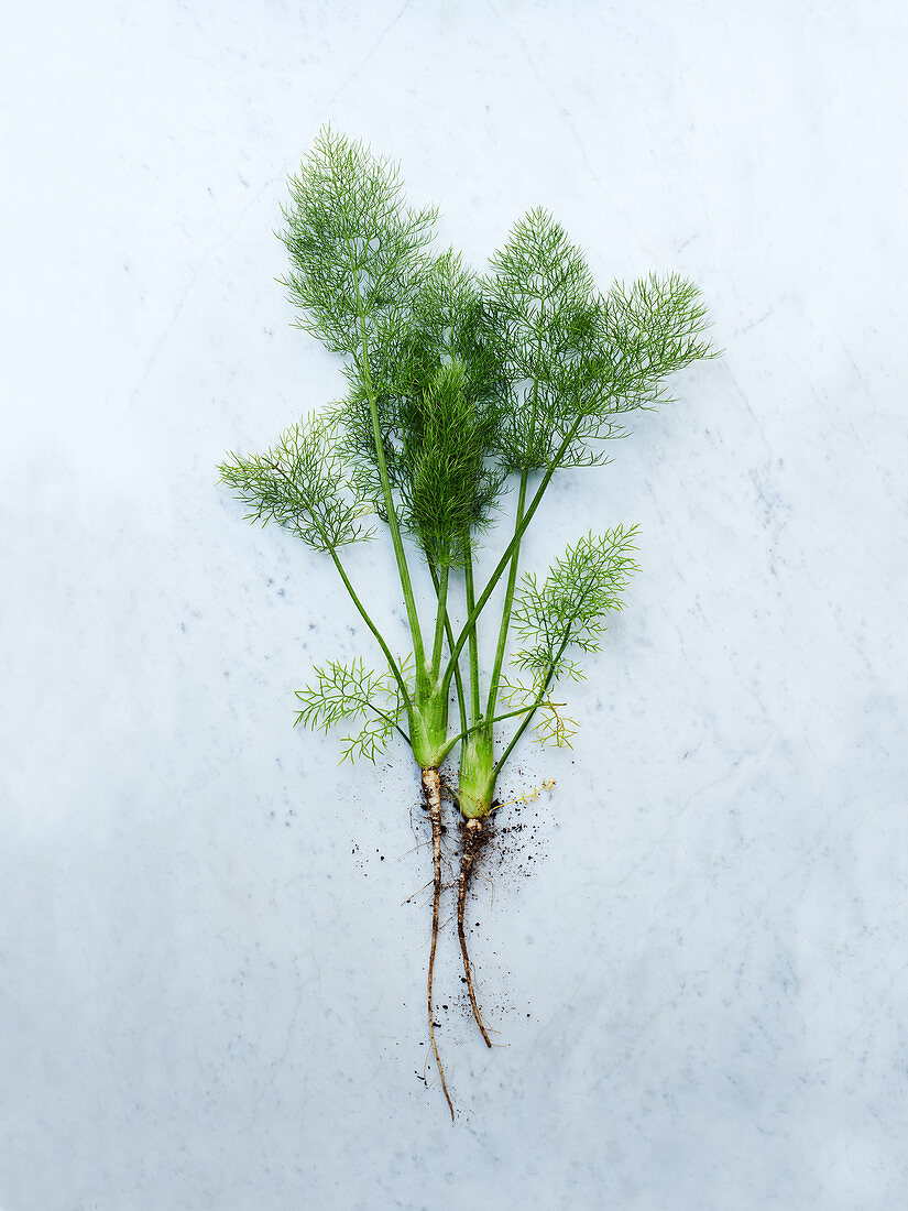 Fresh fennel with roots