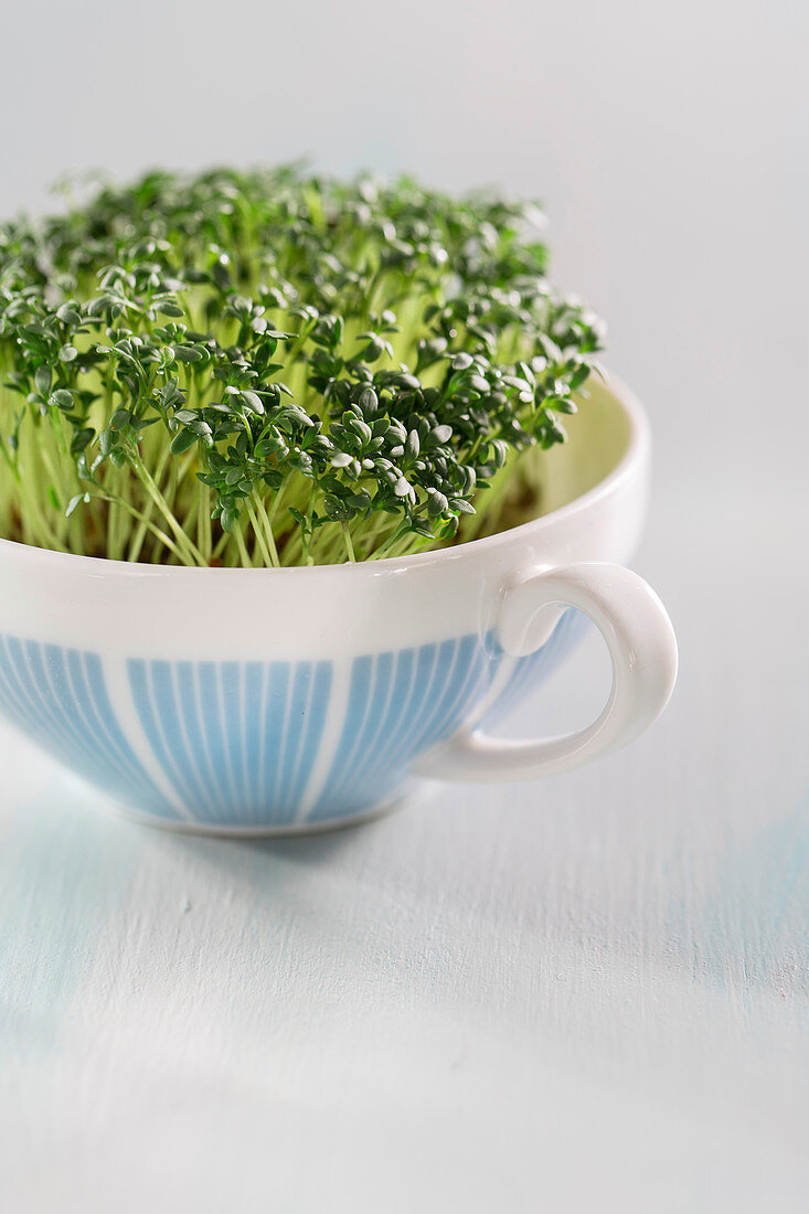 Fresh cress in a cup