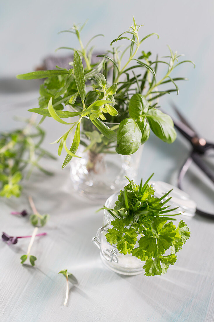 Various Fresh Herbs in a Glass