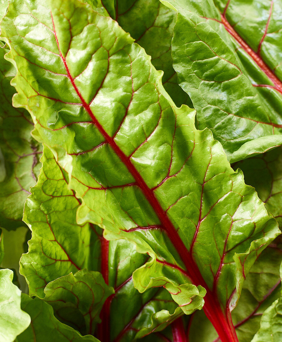 Chard leaves on a gray surface