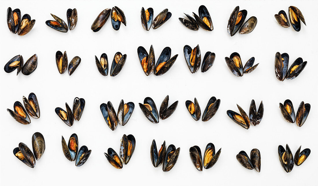Four rows of mussels