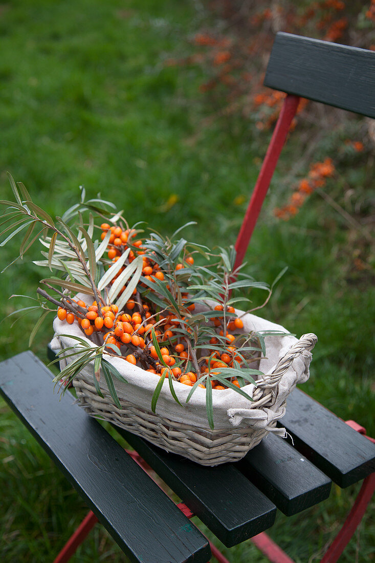 Freshly cut sea-buckthorn branches in a basket