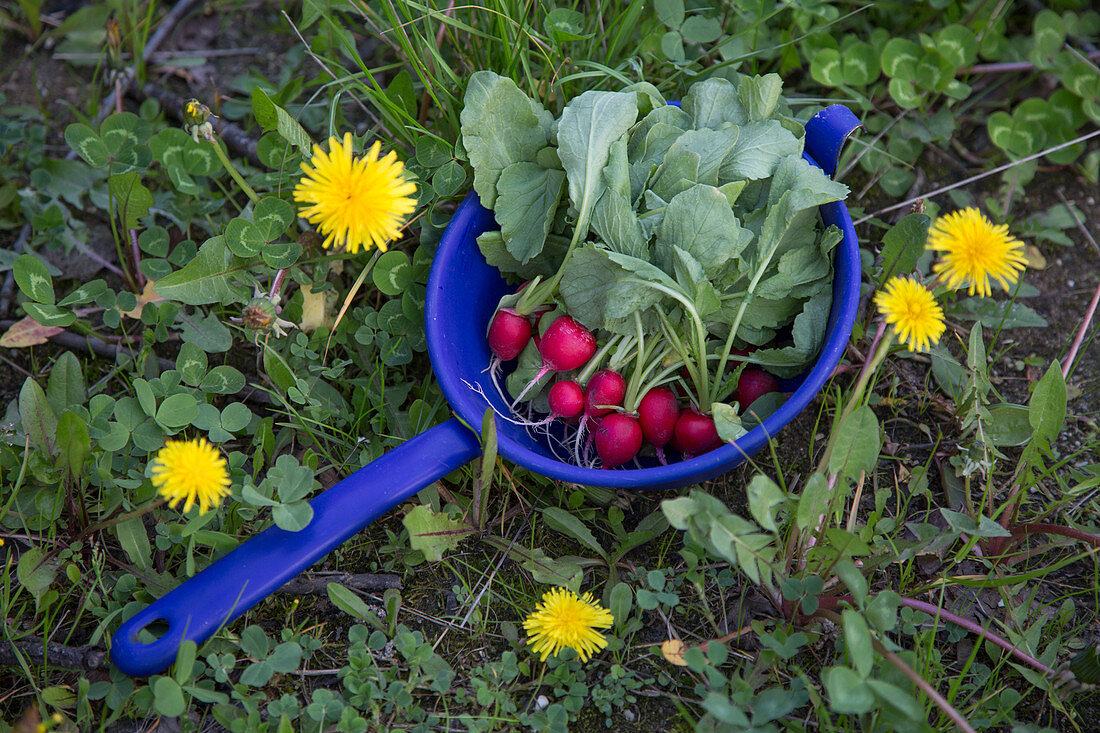 Radishes in a blue colander in a meadow