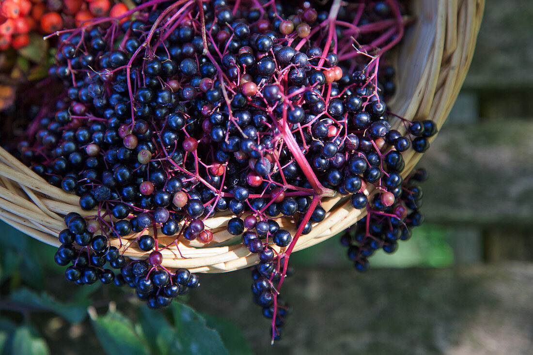 Fresh elderberries in a basket