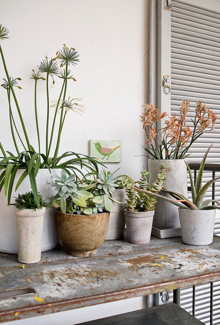 Vintage-Metallregal mit Verschiedenen Topfpflanzen auf Terrasse