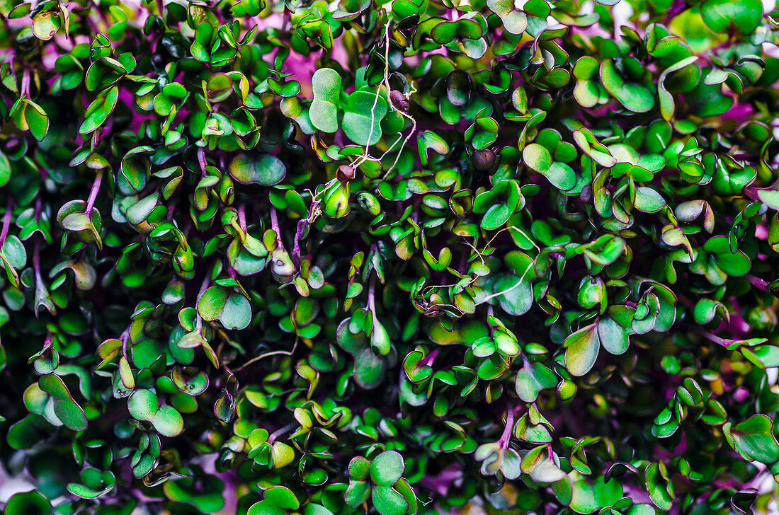 Violett-grüne Mikrokräuter (bildfüllend)