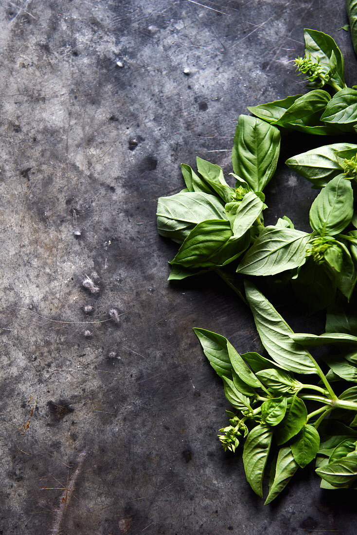 Fresh basil on a gray background