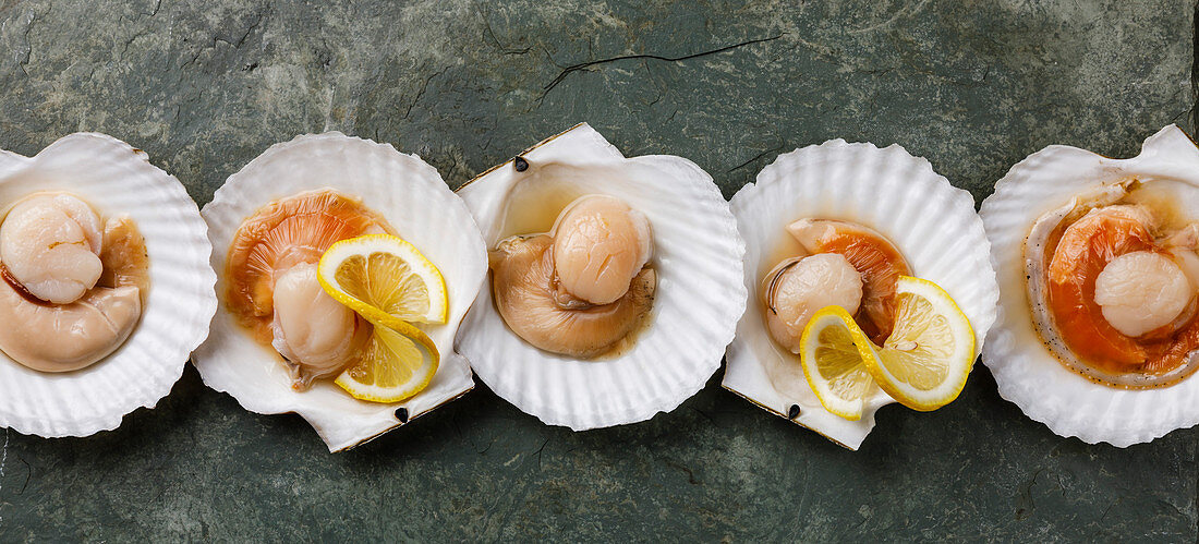 Raw uncooked Scallop in cockleshell and lemon on gray background