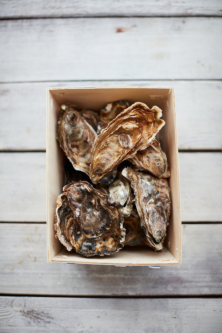 Fresh oysters in a wooden box