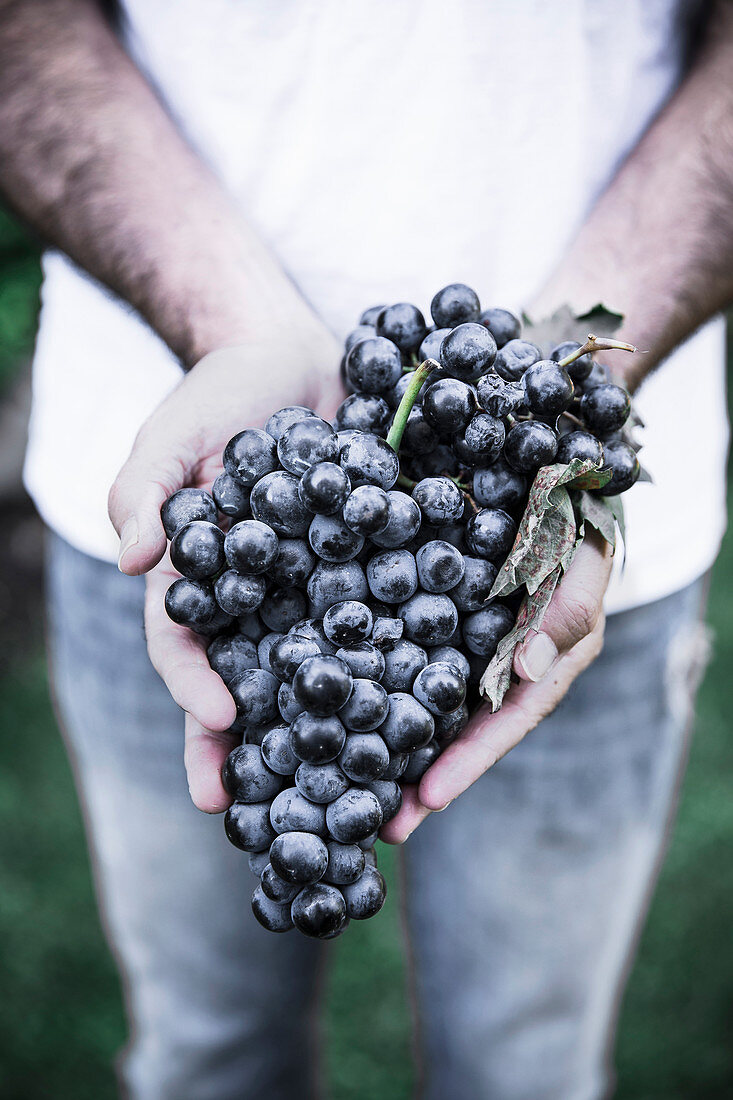 Hands holding bunch of ripe red grapes outdoors