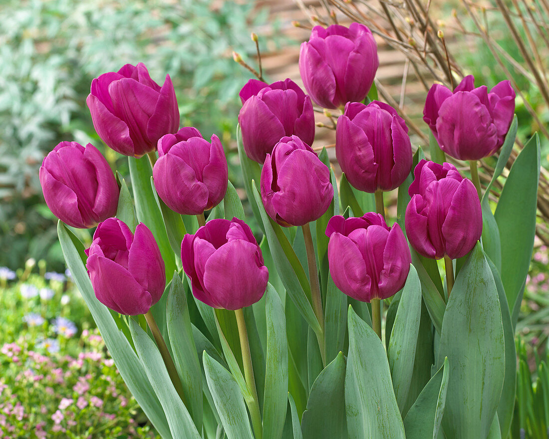 Tulipa 'Dea'