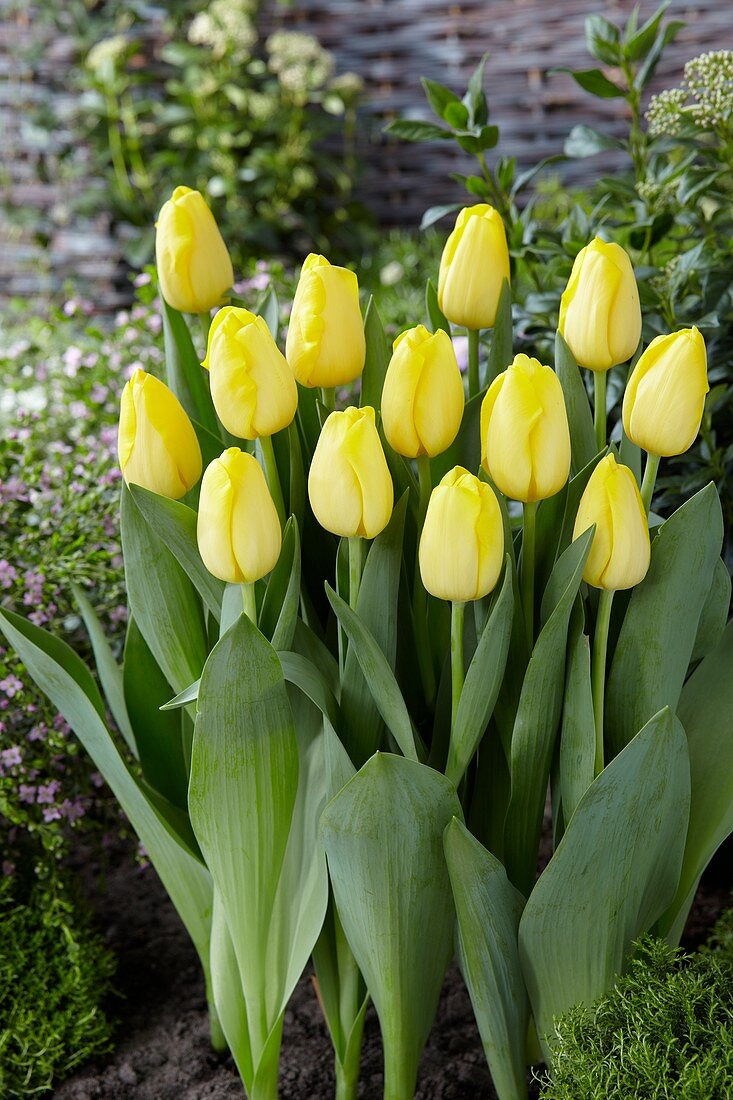 Tulipa 'Dutch Sunrise'