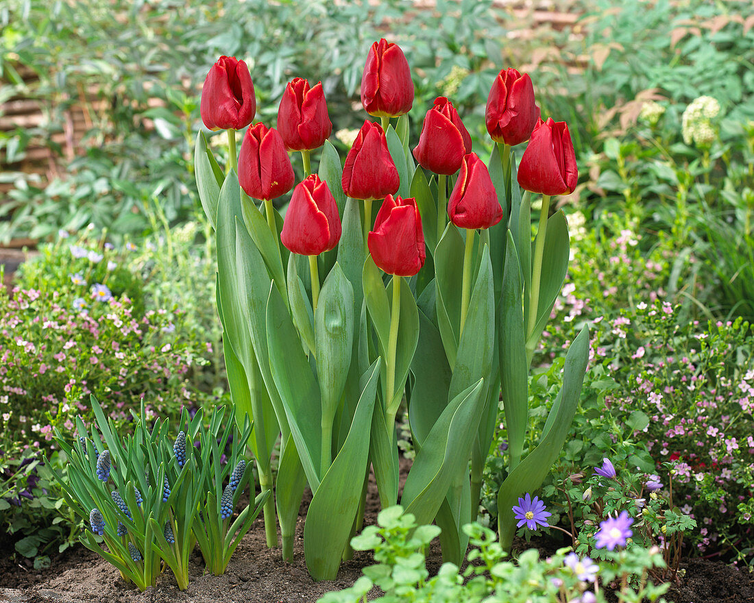 Tulipa 'Fiero'