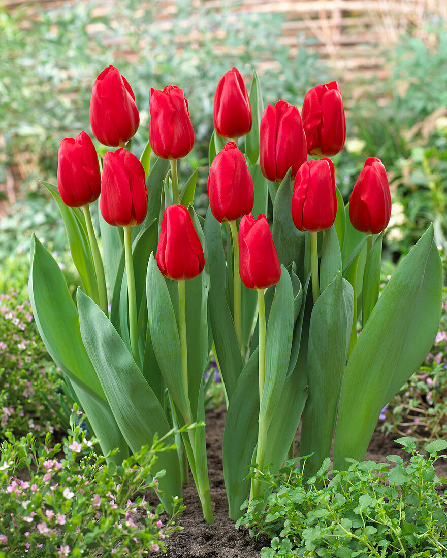 Tulipa Red Light