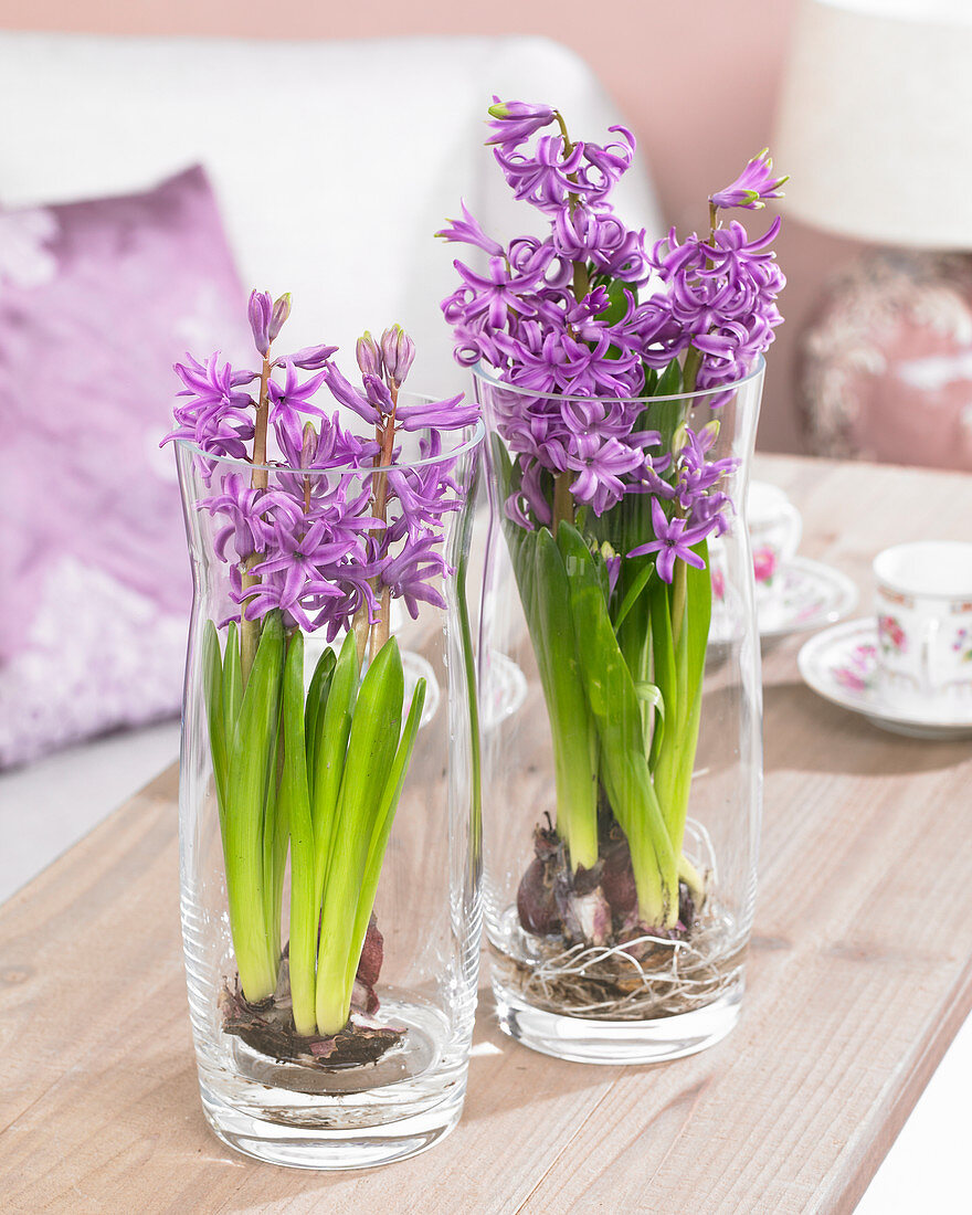 Hyacinthus purple