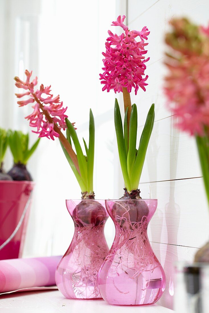 Hyacinthus bulbs