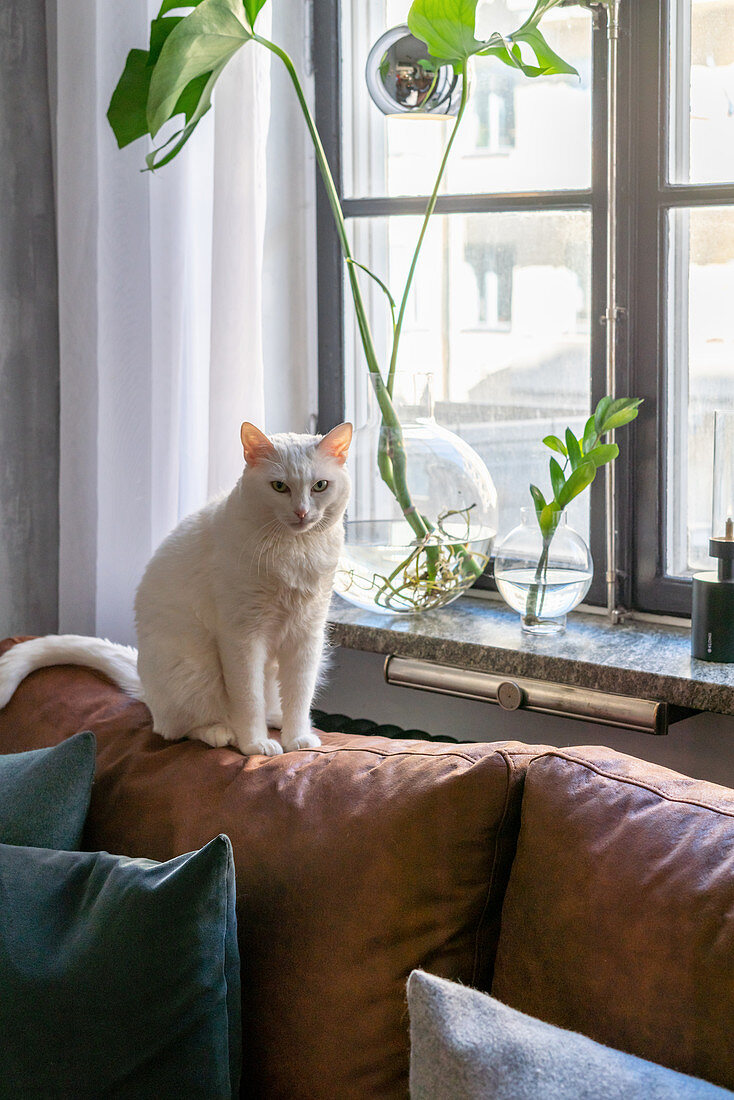 Weiße Katze auf braunem Ledersofa am Fenster mit Monsterablegern