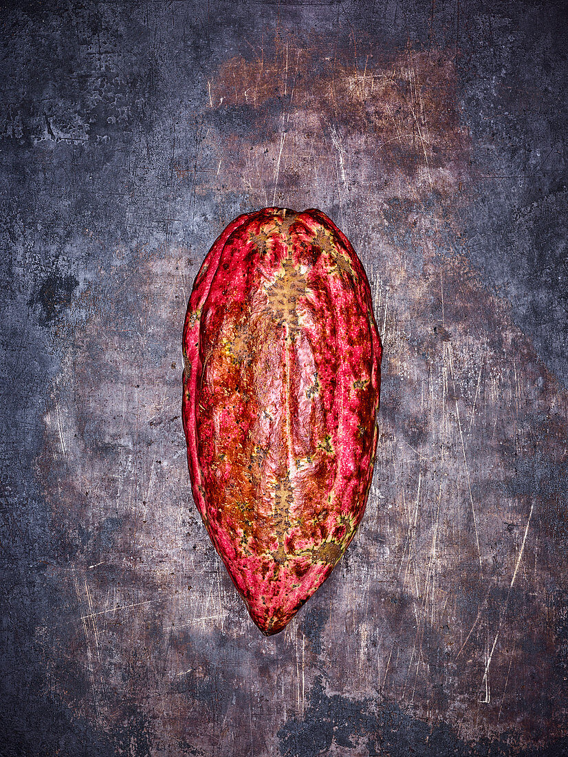 Red cocoa pod on a grey metal background