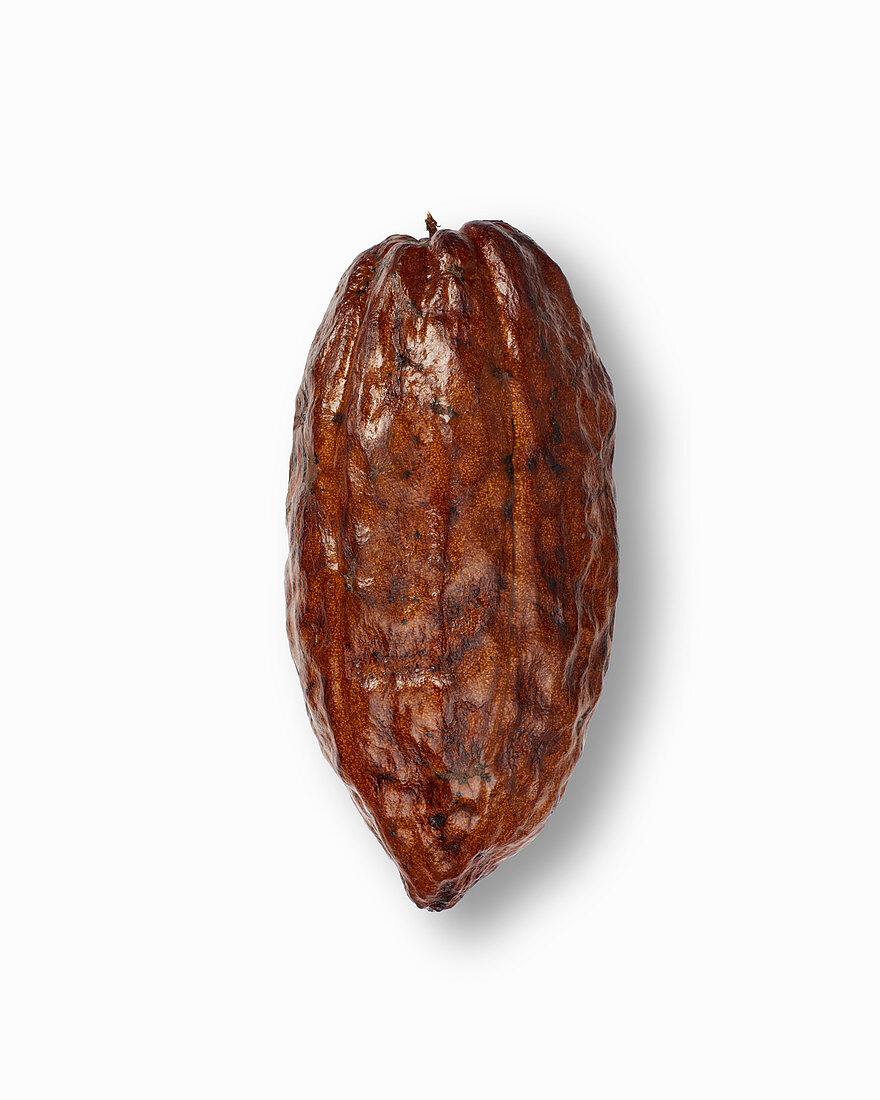 A cocoa pod on a white background