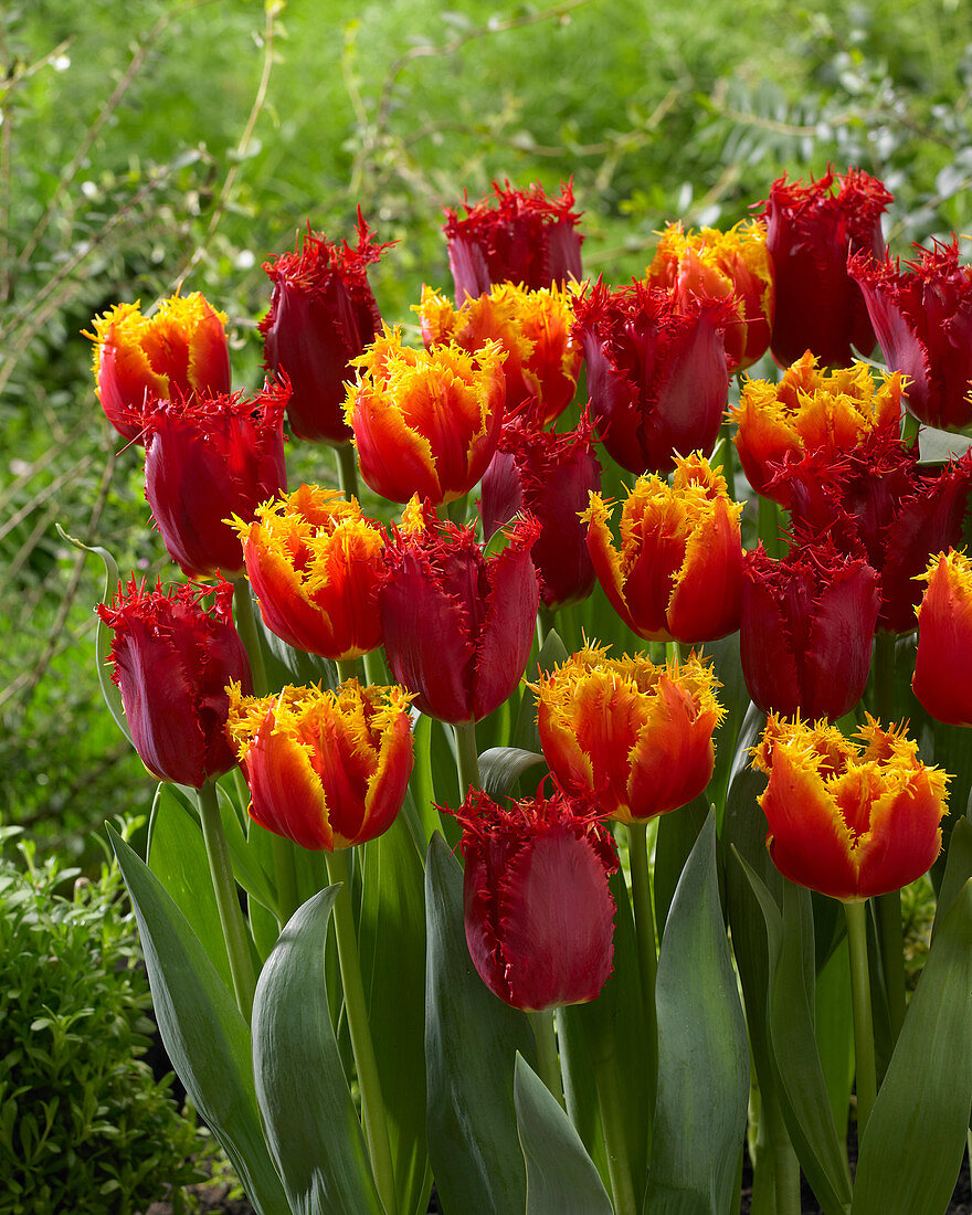 Tulipa 'Crisby Artair' 'Valery Gergiev'