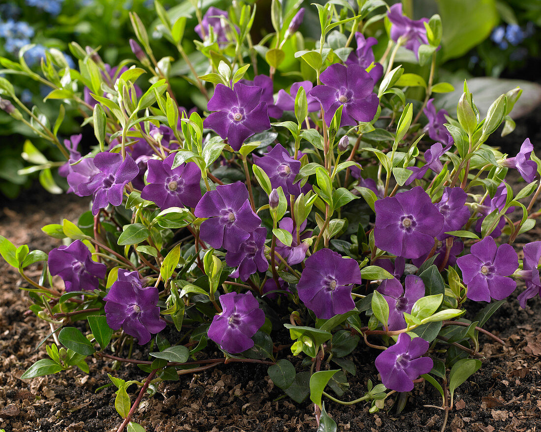 Vinca minor 'Atropurpurea'