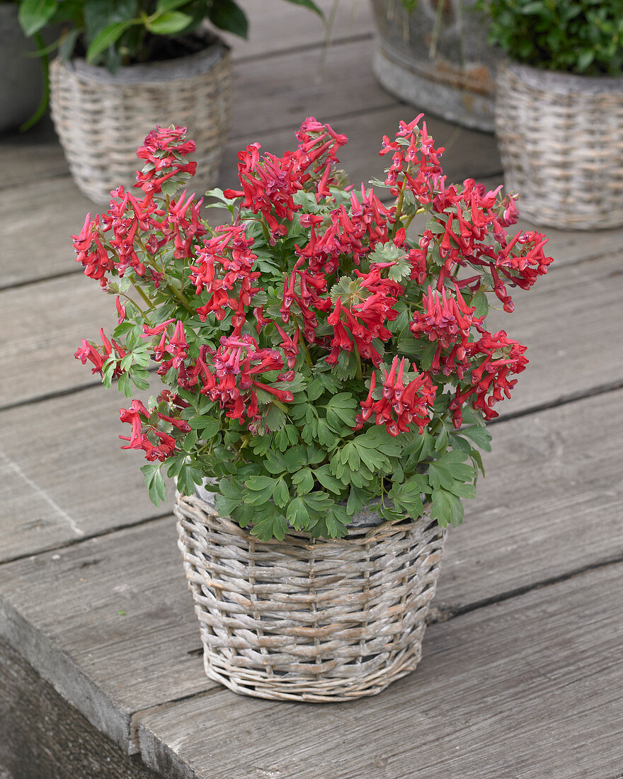 Corydalis solida 'Vuurvogel'