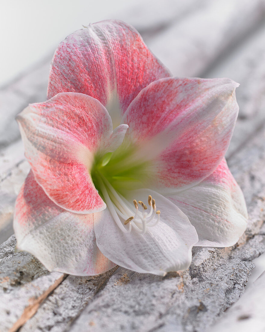 Hippeastrum 'Rosy Star'