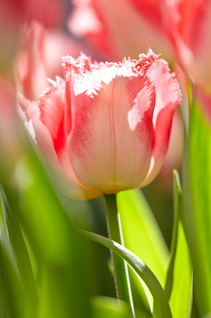 Tulipa 'Dessous'
