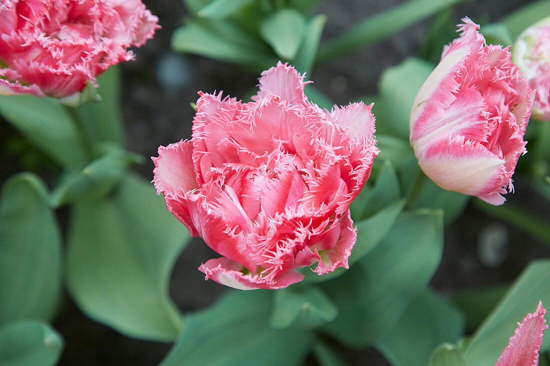 Tulipa 'Crispion Sweet'