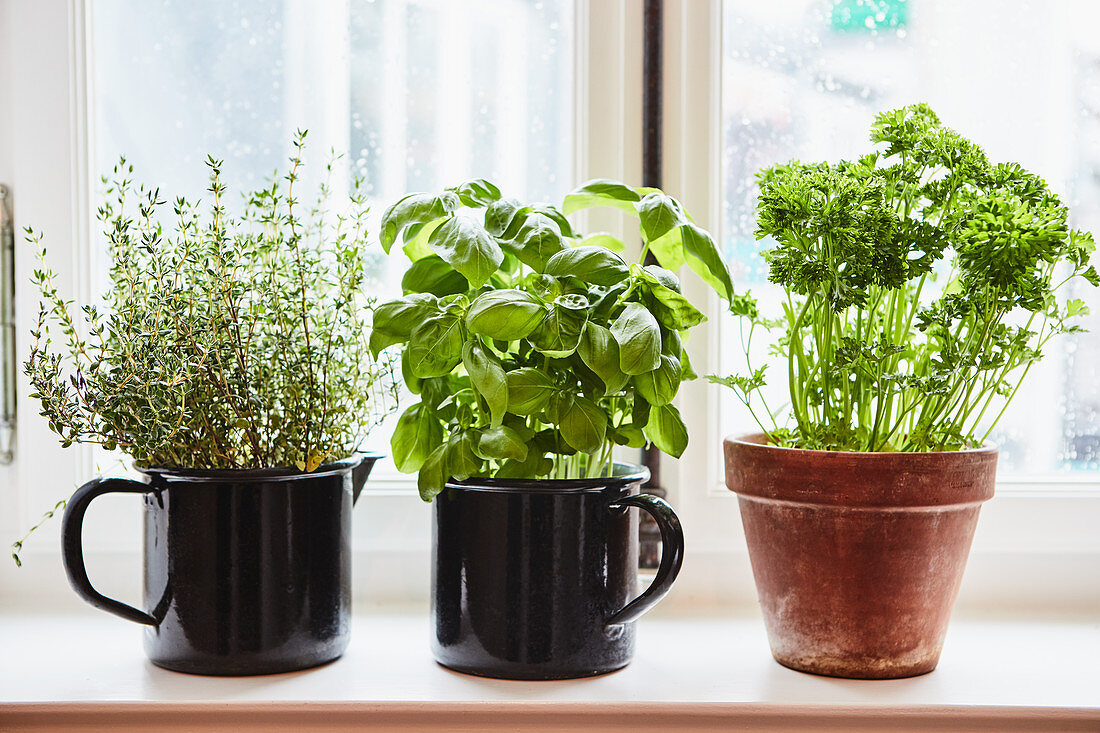 Thyme, basil and parsley in handle and clay pots on a windowsill