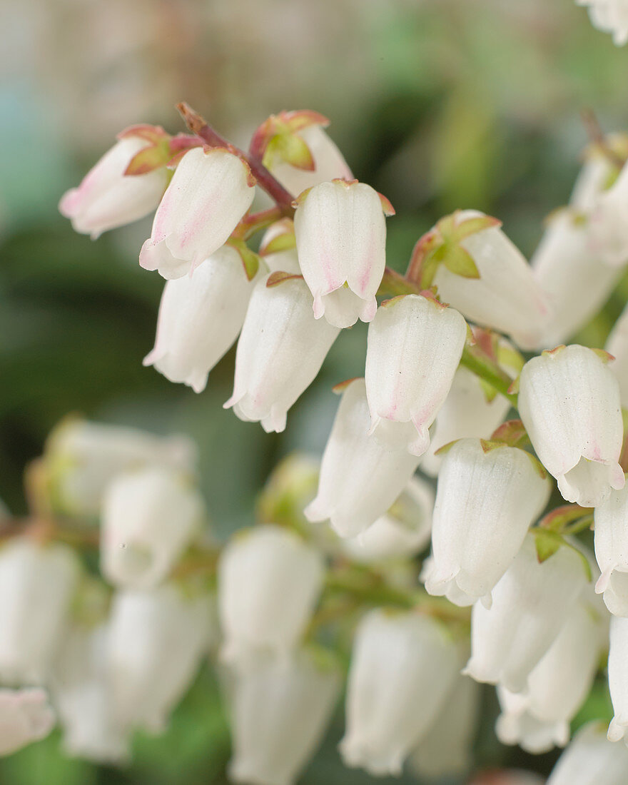 Pieris japonica 'Bonfire'