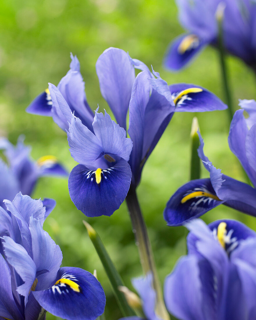 Iris reticulata 'Rhapsodie'