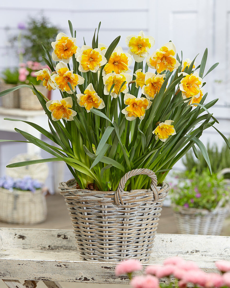 Narcissus Orangery