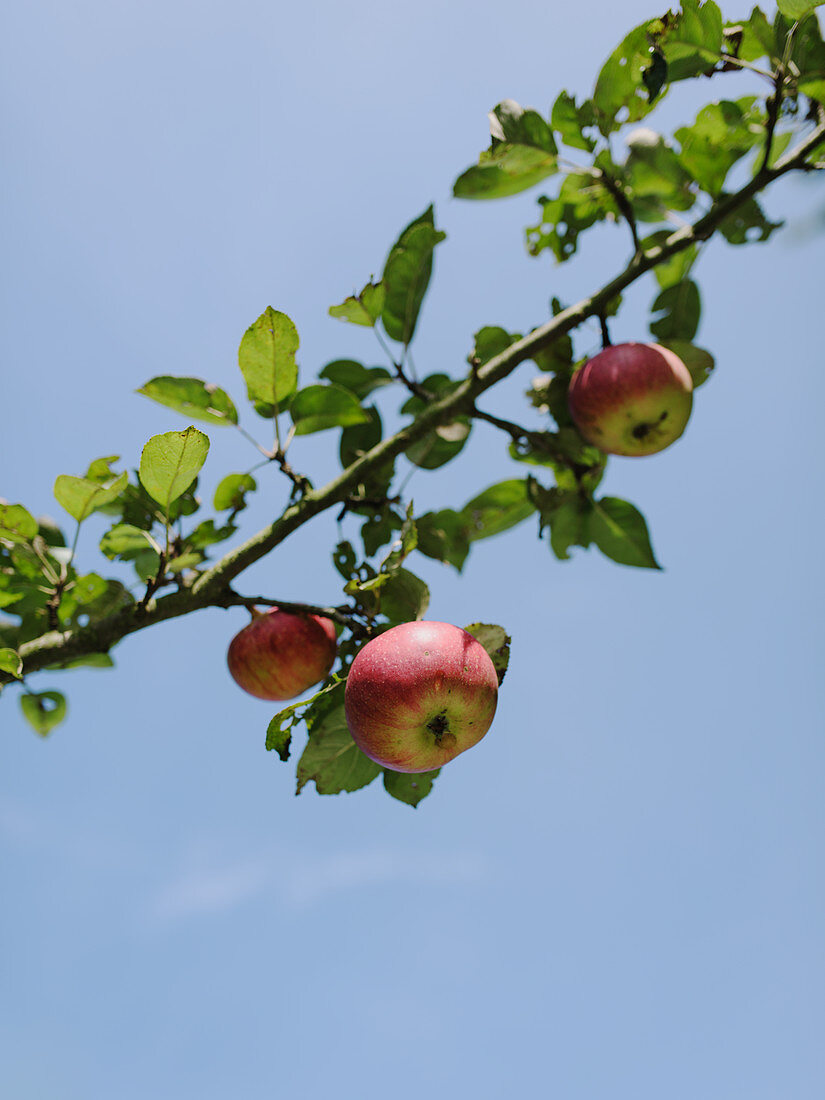Apple on the tree
