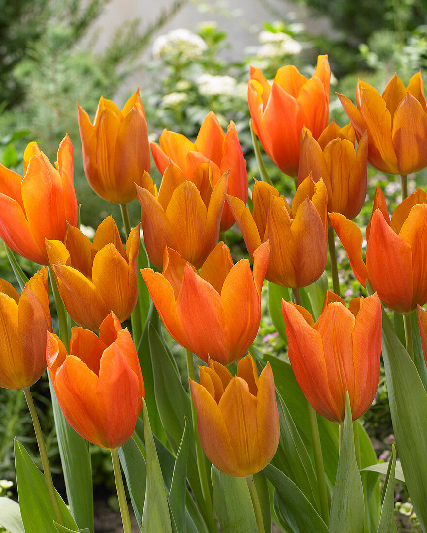 Tulipa Greetje Smit, Request