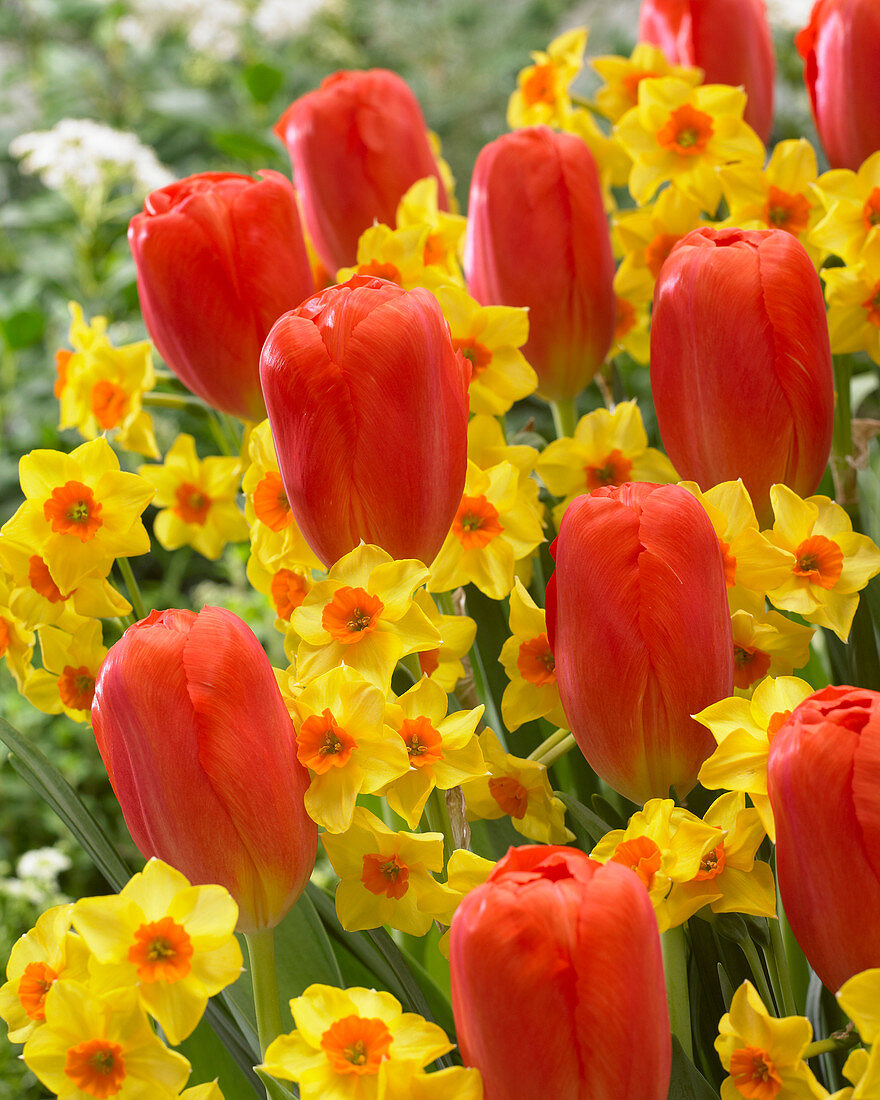 Narcissus 'Falconet', Tulipa 'Orange Ninja'